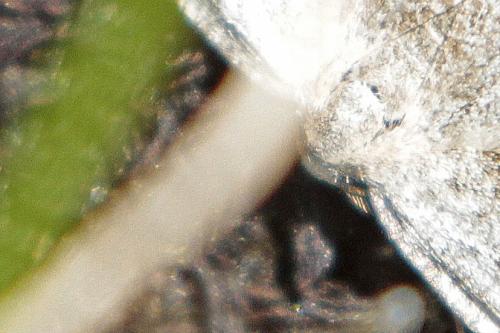 Réf. 335 698 : Elophos dilucidaria
